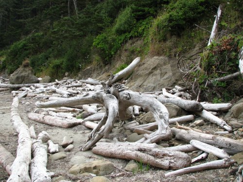 Lots of driftwood